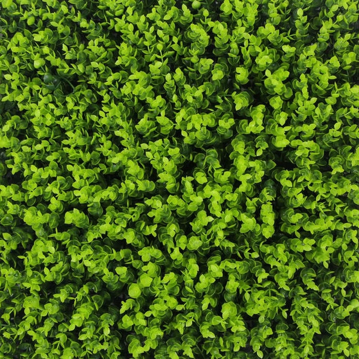 Jivana Spring Buxus Kunsthaag Per M² - Afbeelding 5