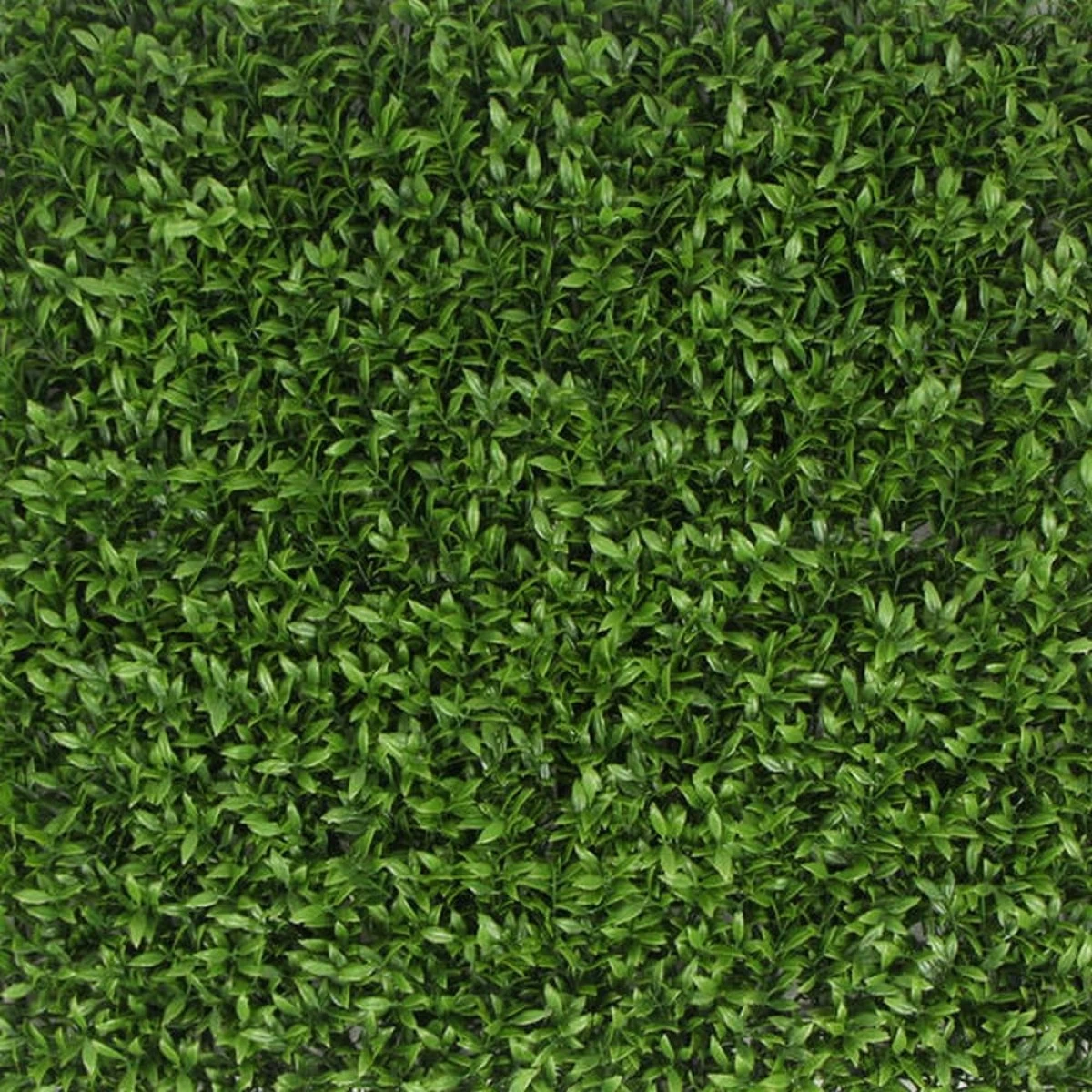 Jivana Ruscus Kunsthaag Per M² - Afbeelding 4