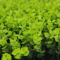 Jivana Spring Buxus Kunsthaag Per M²