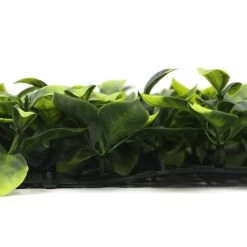 Jivana Bay Laurel Kunsthaag Per M²