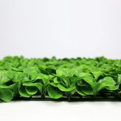 Jivana Peperomia Kunsthaag Per M²