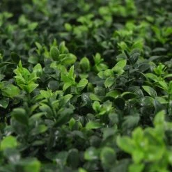 Jivana Summer Buxus Kunsthaag Per M²