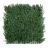 Jivana Arborvitae Kunsthaag Per M²