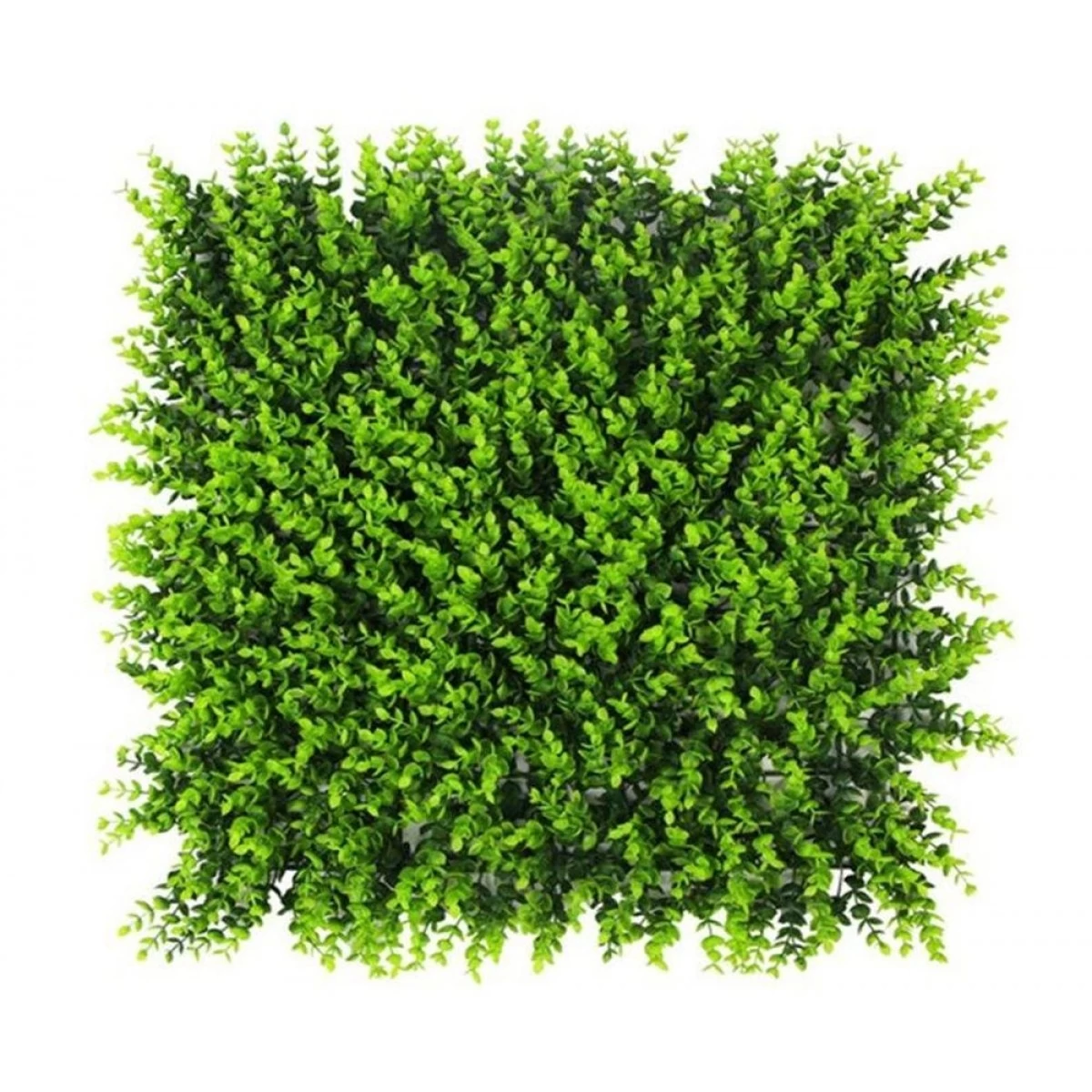 Jivana Spring Buxus Kunsthaag Per M² - Afbeelding 3
